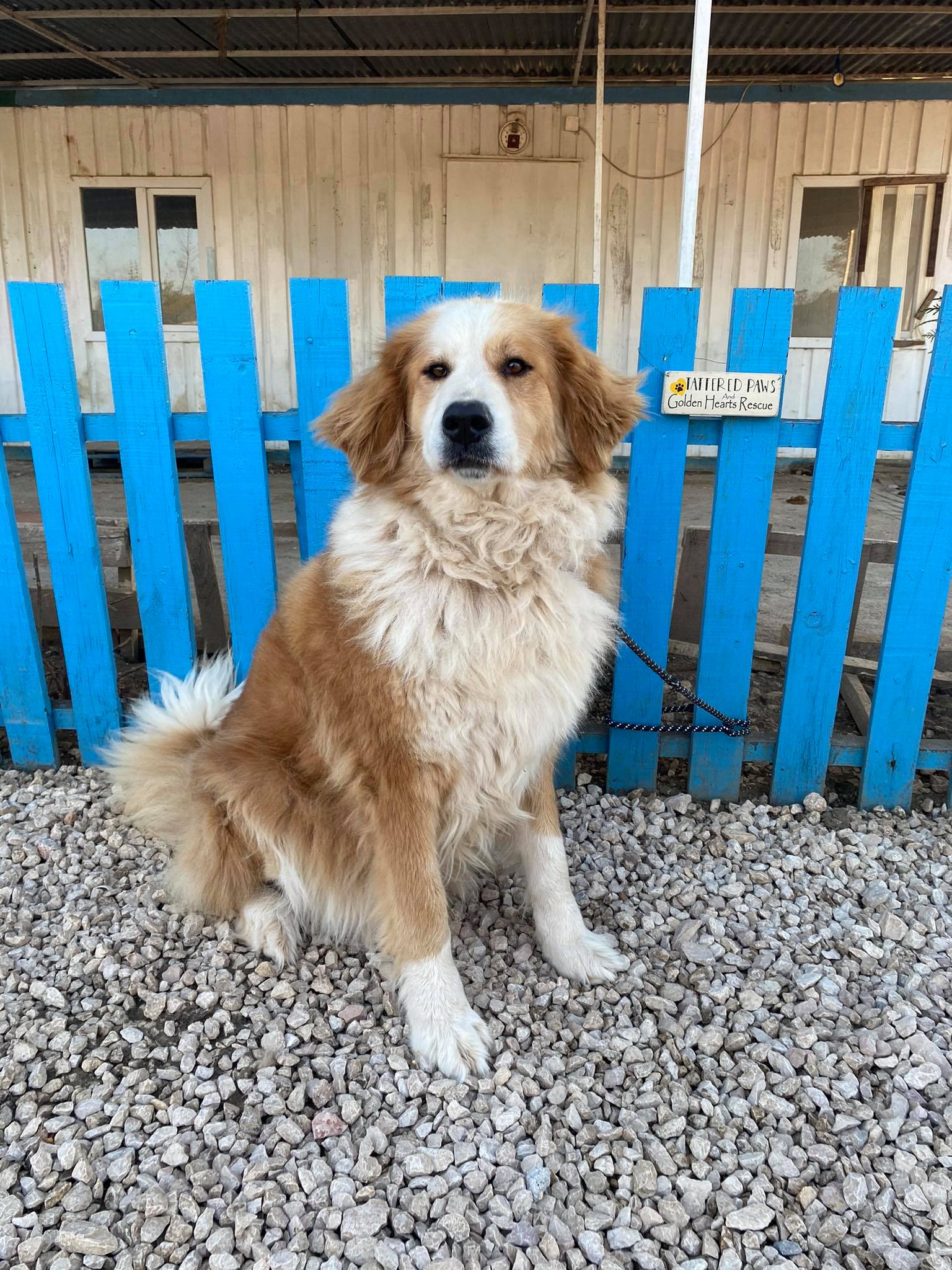 Beau (fka August)